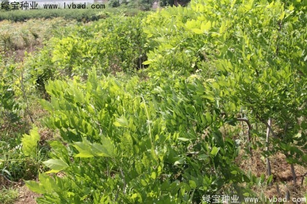 紫藤<a href='http://www.fscangbo.com/' target='_blank'>種子</a> 紫藤<a href='http://www.fscangbo.com/' target='_blank'>種子</a>