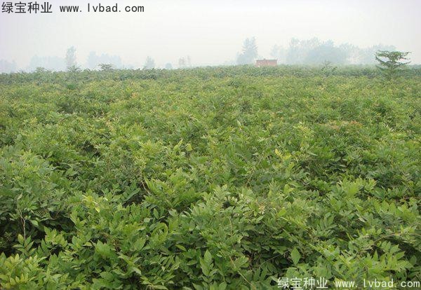 紫藤種子 紫藤種子