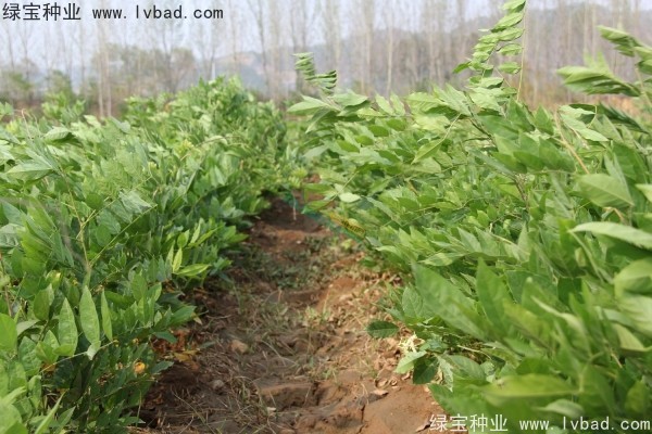 紫藤<a href='http://www.fscangbo.com/' target='_blank'>種子</a> 紫藤<a href='http://www.fscangbo.com/' target='_blank'>種子</a>