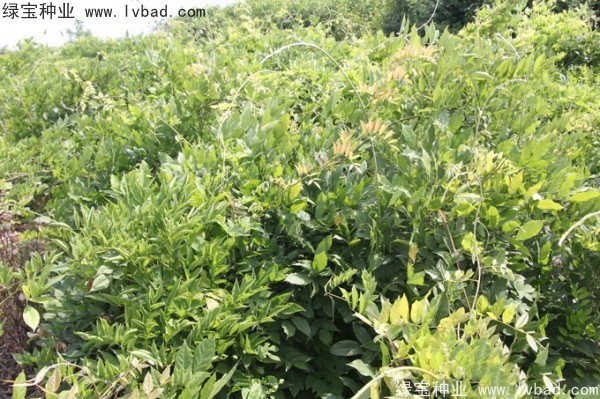 紫藤種子 紫藤種子