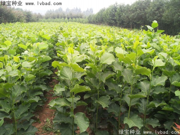 <a href='http://www.fscangbo.com/linmuzhongzi/1813.html' target='_blank'>玉蘭種子</a>