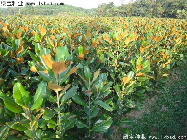 <a href='http://www.fscangbo.com/linmuzhongzi/1813.html' target='_blank'>玉蘭種子</a>