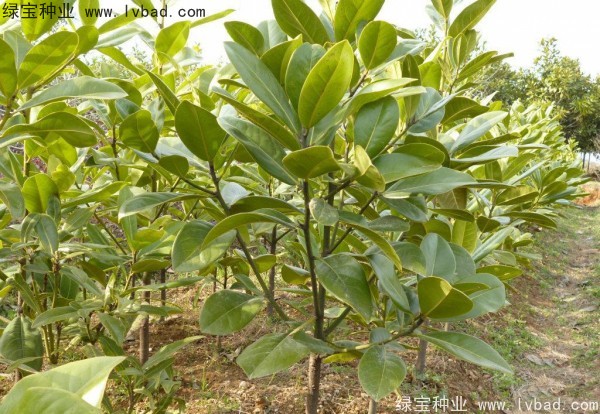 玉蘭<a href='http://www.fscangbo.com/' target='_blank'>種子</a>