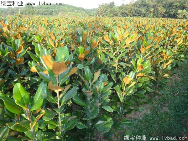 玉蘭<a href='http://www.fscangbo.com/' target='_blank'>種子</a>