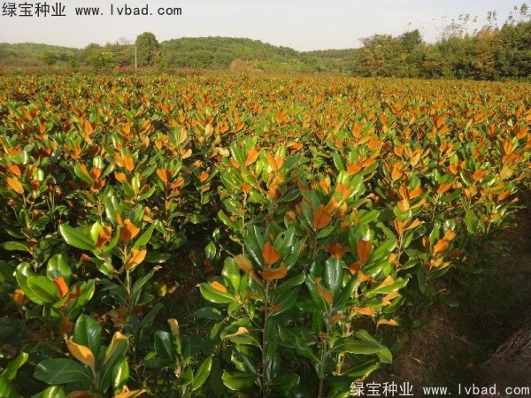 <a href='http://www.fscangbo.com/linmuzhongzi/1813.html' target='_blank'>玉蘭種子</a>