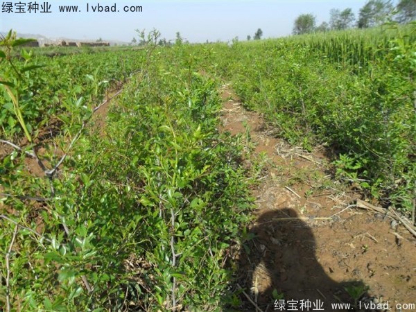 <a href='http://www.fscangbo.com/linmuzhongzi/1814.html' target='_blank'>棗樹</a>