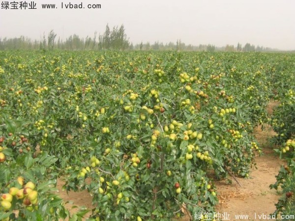 <a href='http://www.fscangbo.com/linmuzhongzi/1814.html' target='_blank'>棗樹</a>