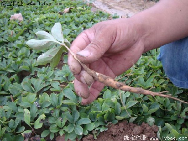 <a href='http://www.fscangbo.com/linmuzhongzi/1830.html' target='_blank'>芍藥種子</a>