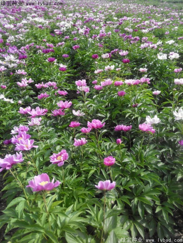 <a href='http://www.fscangbo.com/linmuzhongzi/1830.html' target='_blank'>芍藥種子</a>