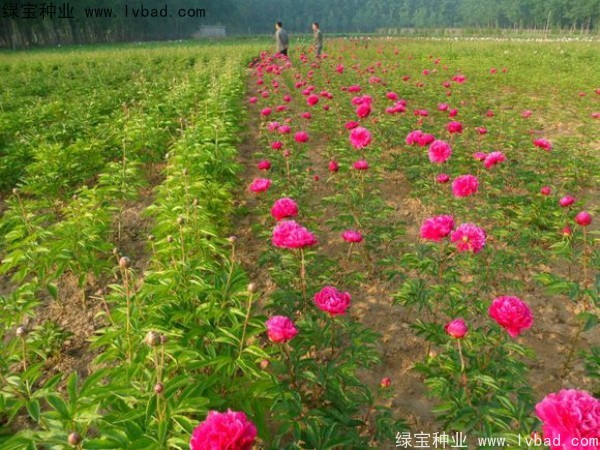 芍藥<a href='http://www.fscangbo.com/' target='_blank'>種子</a>