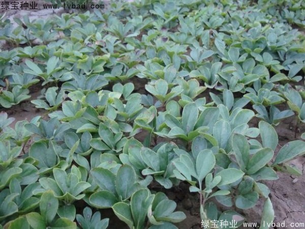 芍藥<a href='http://www.fscangbo.com/' target='_blank'>種子</a>