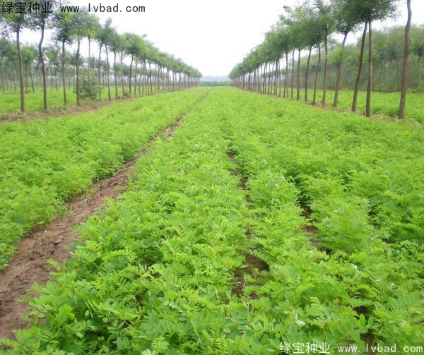 <a href='http://www.fscangbo.com/linmuzhongzi/1831.html' target='_blank'>紫穗槐種子</a>