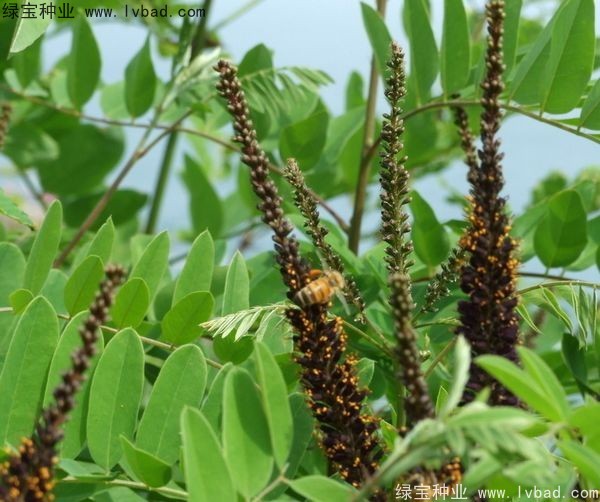 紫穗槐<a href='http://www.fscangbo.com/' target='_blank'>種子</a>