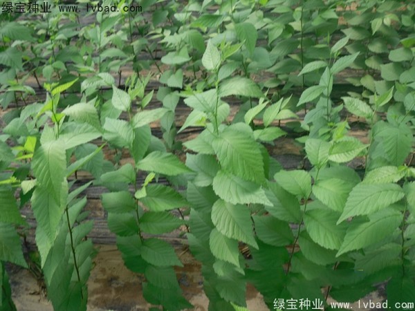 <a href='http://www.fscangbo.com/linmuzhongzi/1836.html' target='_blank'>白榆種子</a>