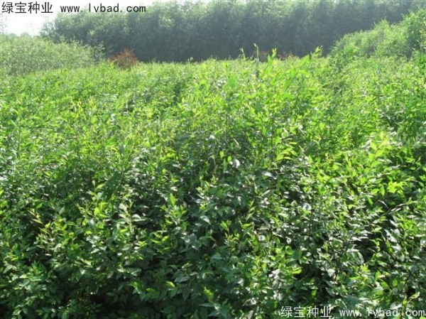 <a href='http://www.fscangbo.com/linmuzhongzi/1836.html' target='_blank'>白榆</a><a href='http://www.fscangbo.com/' target='_blank'>種子</a>