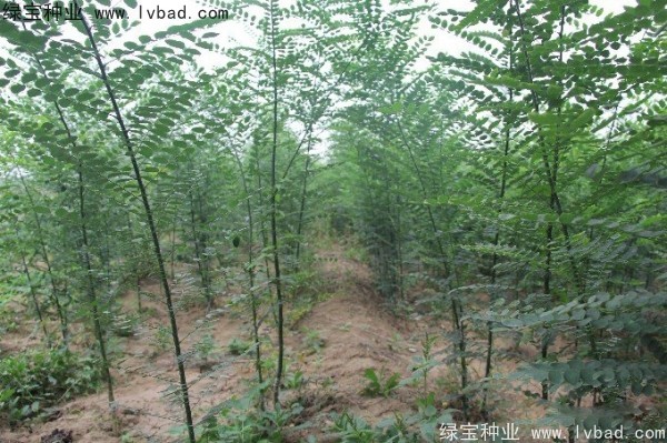 國槐種子 國槐種子