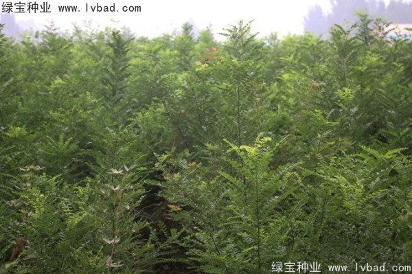 國槐種子 國槐種子