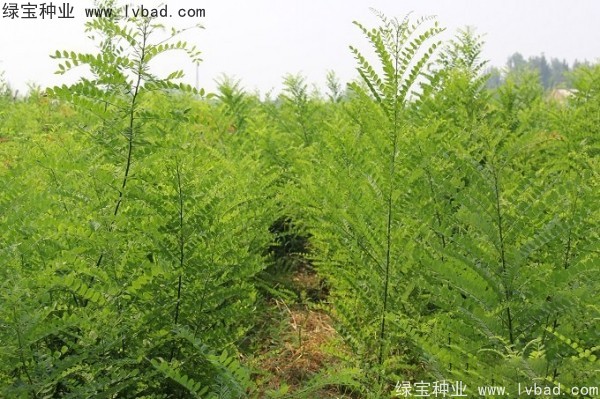 國槐種子 國槐種子