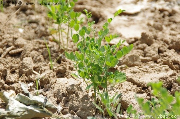 國槐種子 國槐種子