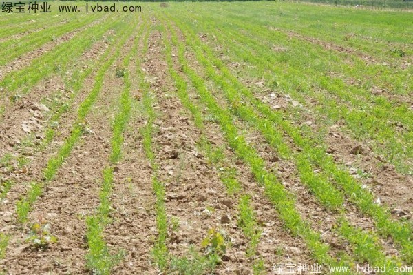 國槐<a href='http://www.fscangbo.com/' target='_blank'>種子</a> 國槐種子