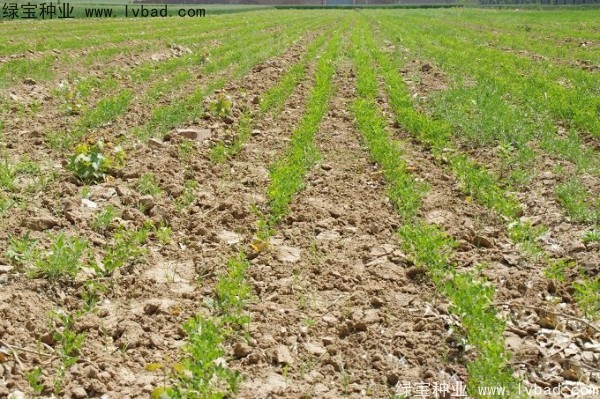 國槐種子 國槐種子