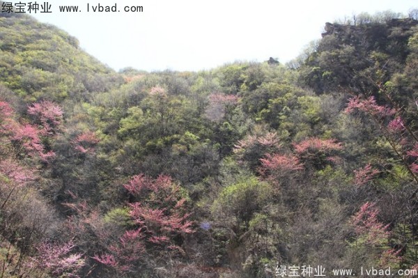 巨<a href='http://www.fscangbo.com/linmuzhongzi/1760.html' target='_blank'>紫荊種子</a> <a href='http://www.fscangbo.com/linmuzhongzi/1845.html' target='_blank'>巨紫荊</a><a href='http://www.fscangbo.com/' target='_blank'>種子</a>