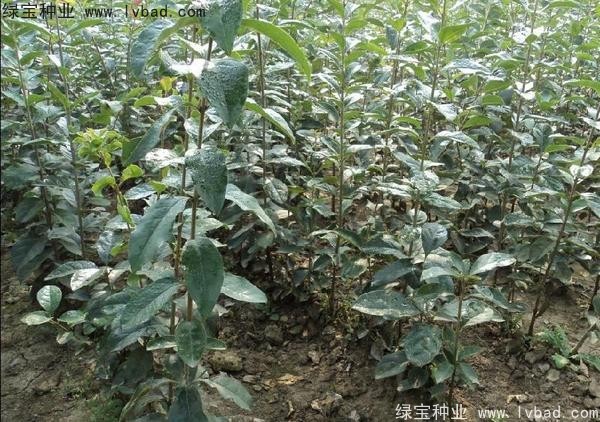 <a href='http://www.fscangbo.com/linmuzhongzi/1846.html' target='_blank'>流蘇種子</a>