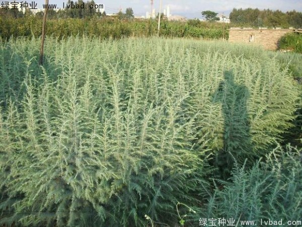 <a href='http://www.fscangbo.com/linmuzhongzi/1853.html' target='_blank'>雪松種子</a>