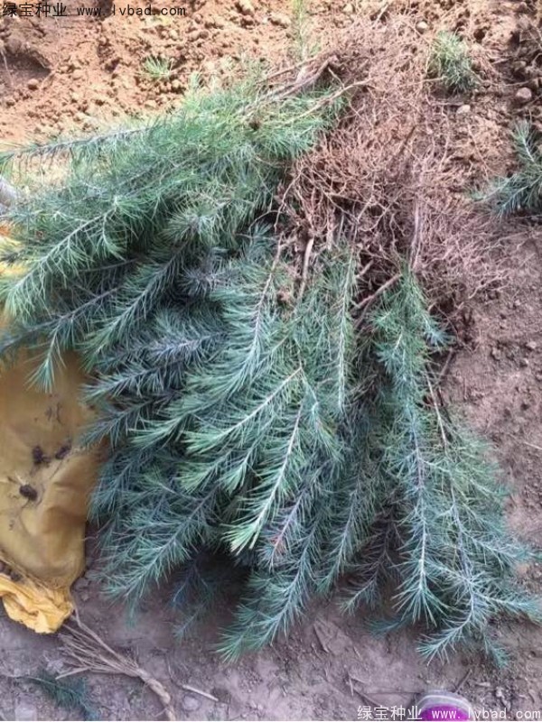 雪松<a href='http://www.fscangbo.com/' target='_blank'>種子</a>