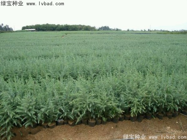 <a href='http://www.fscangbo.com/linmuzhongzi/1853.html' target='_blank'>雪松種子</a>