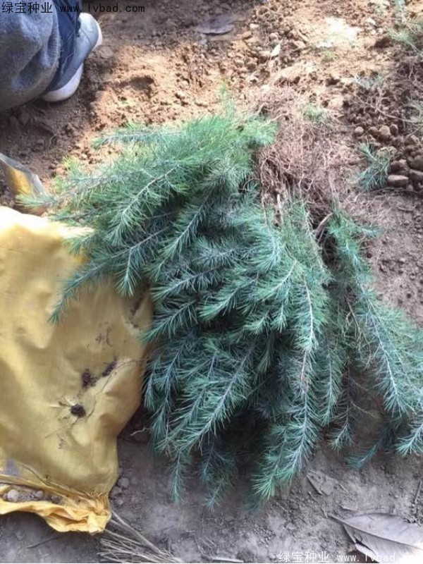 雪松<a href='http://www.fscangbo.com/' target='_blank'>種子</a>