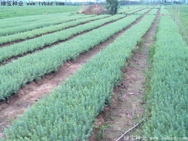 <a href='http://www.fscangbo.com/linmuzhongzi/1853.html' target='_blank'>雪松種子</a>