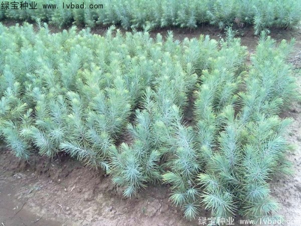 雪松<a href='http://www.fscangbo.com/' target='_blank'>種子</a>