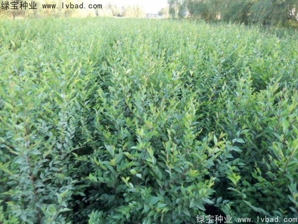 <a href='http://www.fscangbo.com/linmuzhongzi/1854.html' target='_blank'>榆樹種子</a>