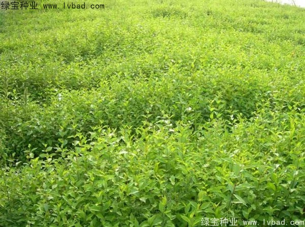 榆樹<a href='http://www.fscangbo.com/' target='_blank'>種子</a>