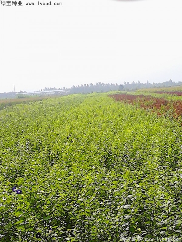 榆樹<a href='http://www.fscangbo.com/' target='_blank'>種子</a>