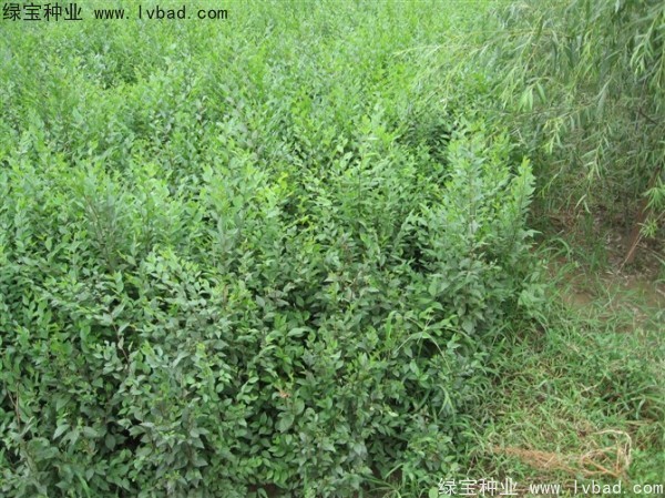 <a href='http://www.fscangbo.com/linmuzhongzi/1854.html' target='_blank'>榆樹</a><a href='http://www.fscangbo.com/' target='_blank'>種子</a>