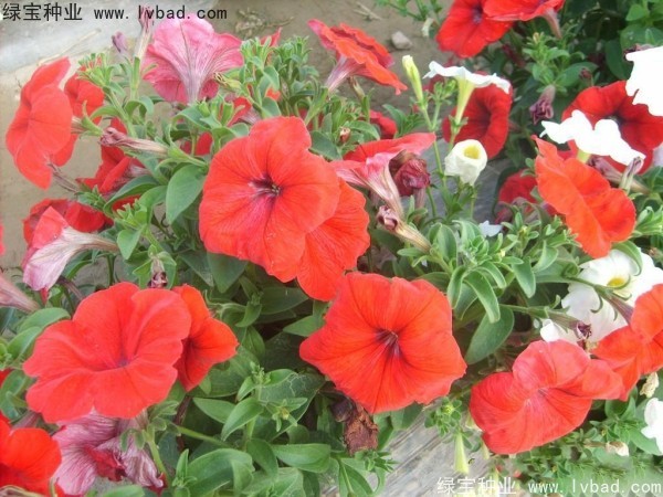 <a href='http://www.fscangbo.com/caohuazhongzi/1017.html' target='_blank'>矮牽牛種子</a> <a href='http://www.fscangbo.com/caohuazhongzi/1017.html' target='_blank'>矮牽牛種子</a>