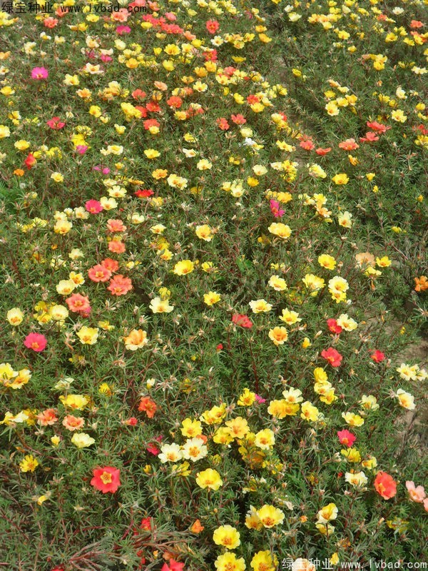 半枝蓮種子 半枝蓮種子