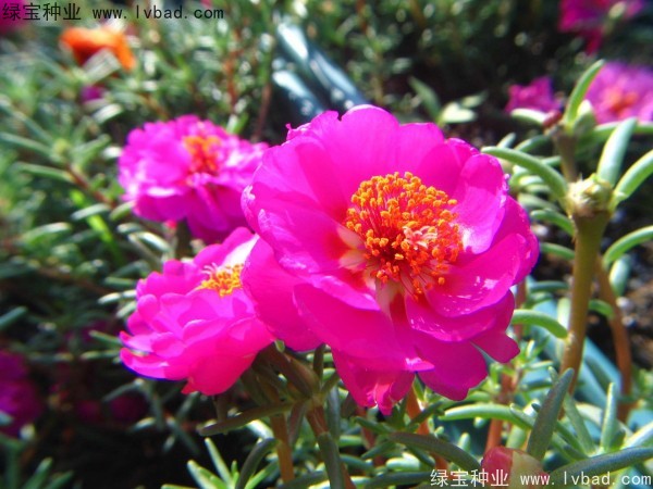 半枝蓮種子 半枝蓮種子