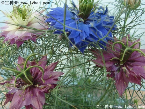 <a href='http://www.fscangbo.com/caohuazhongzi/1026.html' target='_blank'>波斯寶石</a> <a href='http://www.fscangbo.com/caohuazhongzi/1026.html' target='_blank'>波斯寶石</a>