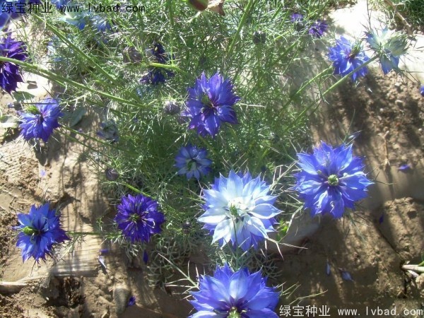 <a href='http://www.fscangbo.com/caohuazhongzi/1026.html' target='_blank'>波斯寶石</a> 波斯寶石