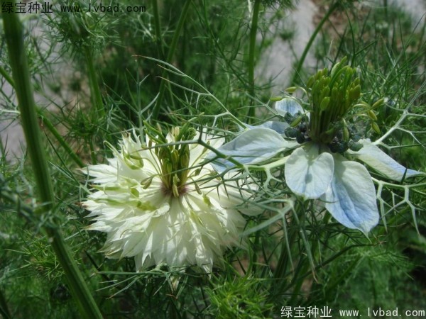 波斯寶石 波斯寶石