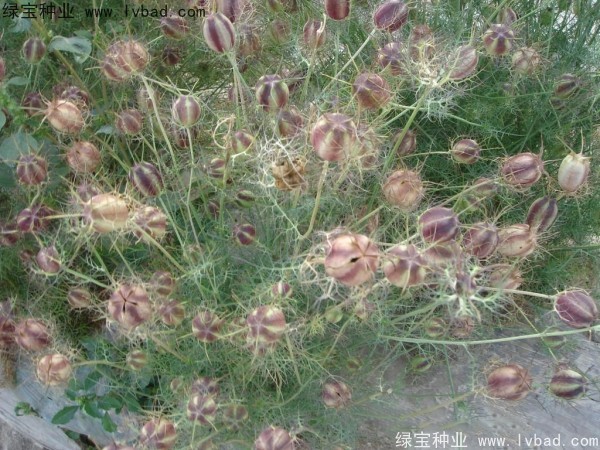 波斯寶石 波斯寶石