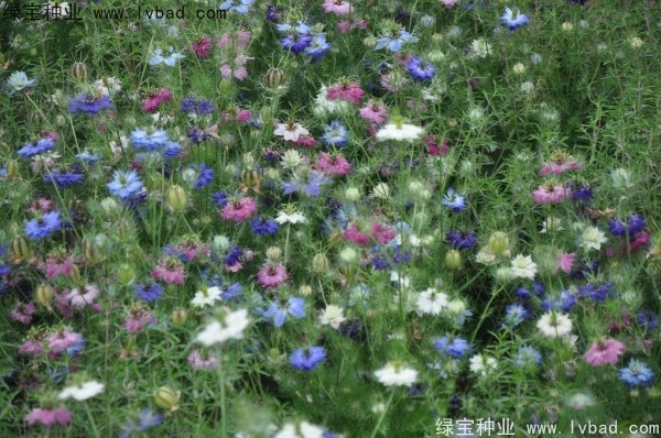 波斯寶石 波斯寶石