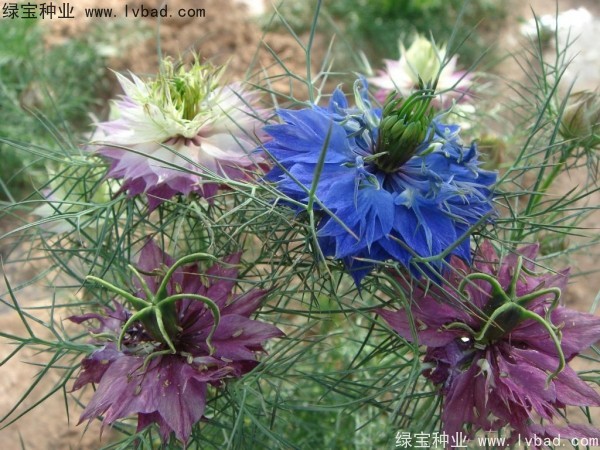 波斯寶石 波斯寶石