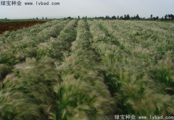 <a href='http://www.fscangbo.com/caohuazhongzi/1055.html' target='_blank'>狗尾草種子</a> <a href='http://www.fscangbo.com/caohuazhongzi/1055.html' target='_blank'>狗尾草種子</a>