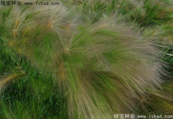 <a href='http://www.fscangbo.com/caohuazhongzi/1055.html' target='_blank'>狗尾草</a><a href='http://www.fscangbo.com/' target='_blank'>種子</a> <a href='http://www.fscangbo.com/caohuazhongzi/1055.html' target='_blank'>狗尾草</a><a href='http://www.fscangbo.com/' target='_blank'>種子</a>