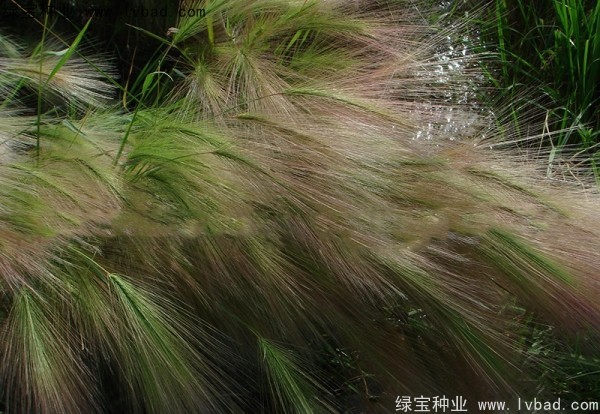 <a href='http://www.fscangbo.com/caohuazhongzi/1055.html' target='_blank'>狗尾草種子</a> <a href='http://www.fscangbo.com/caohuazhongzi/1055.html' target='_blank'>狗尾草種子</a>