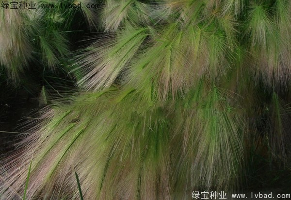 狗尾草種子 狗尾草種子